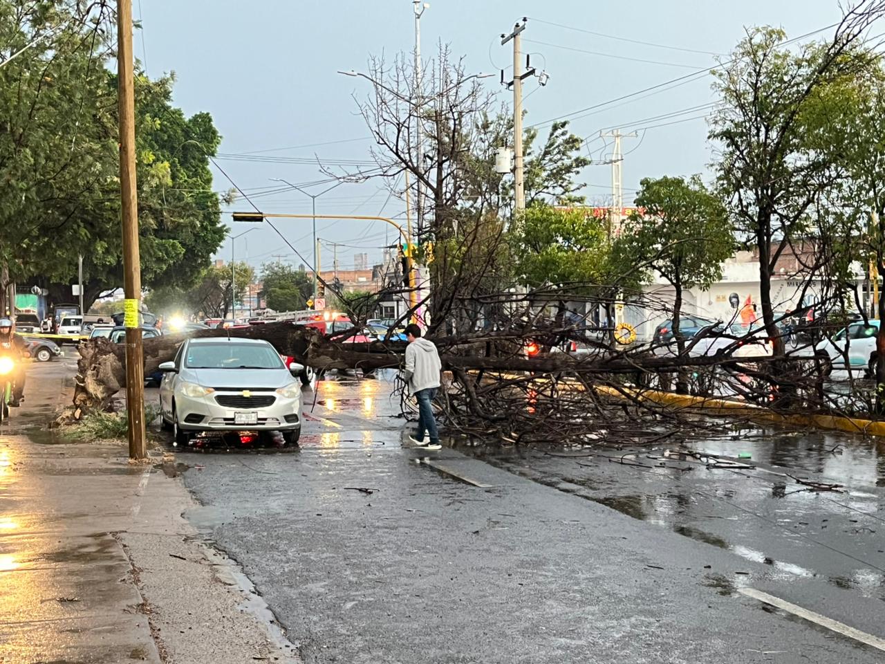 Estragos por las primeras lluvias en León: árboles caídos y espectacular derribado😱
