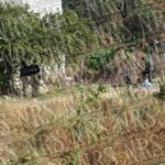 Silao, municipio desbordado por la violencia: aparece un cuerpo maniatado y calcinado en pleno campo de agave